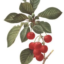 Схема вышивки «Вишенки»