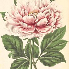 Схема вышивки «Пион»