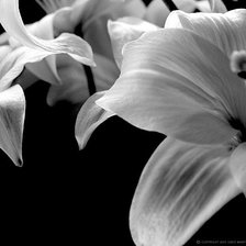 Схема вышивки «лилия»