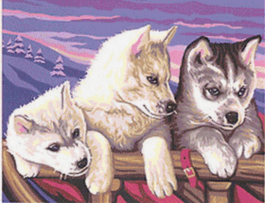 Три друга - животные, собаки - предпросмотр