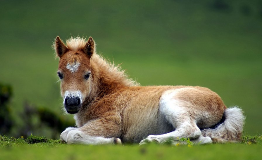 жеребенок - животные - оригинал