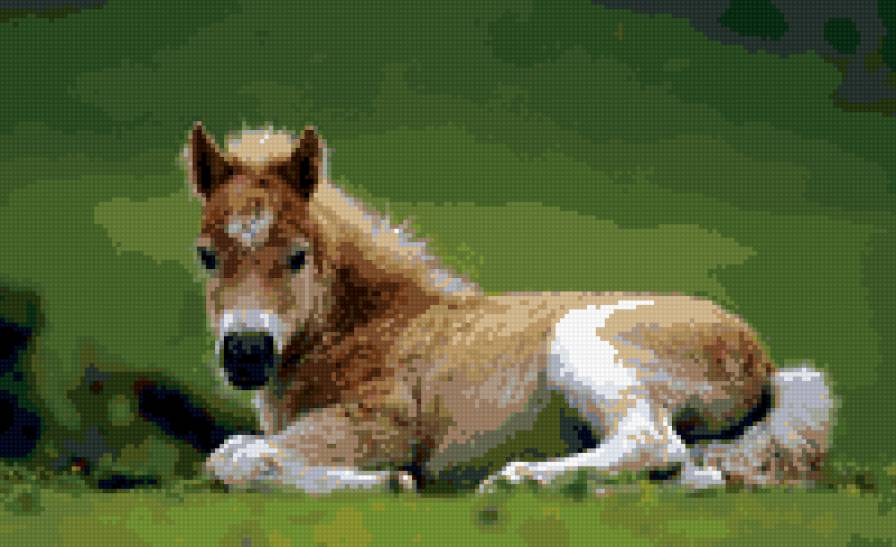 жеребенок - животные - предпросмотр