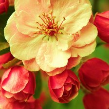 Схема вышивки «Цветение весны»