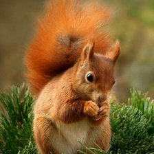 Схема вышивки «Белочка»