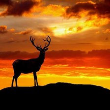 Схема вышивки «Олень в закате.»