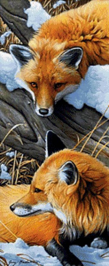 Лисички - лисы, животные - предпросмотр