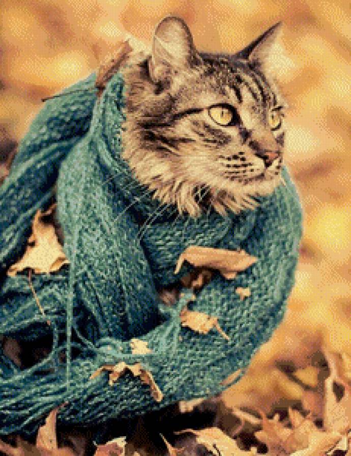 кот в шарфике - кошка, осень, животные, кот - предпросмотр