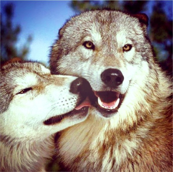 Волчья пара - волки - оригинал