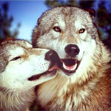 Схема вышивки «Волчья пара»