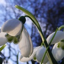 весена идет.....