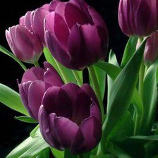 Схема вышивки «тюльпаны»