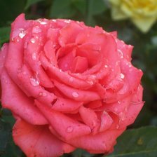 Схема вышивки «моя роза»