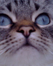 Схема вышивки «№592049»