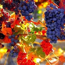 Схема вышивки «виноград»