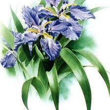 Схема вышивки «ирисы»