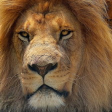 Схема вышивки «ЛЕВ»