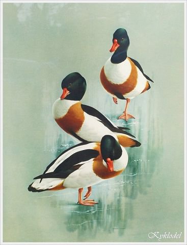 уточки - утки, птицы - оригинал