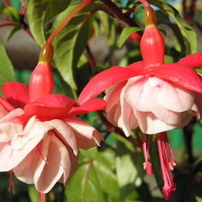 Схема вышивки «фуксия»