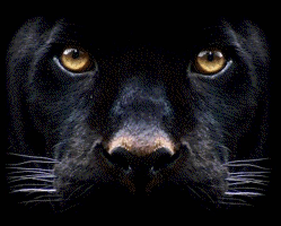 пантера - предпросмотр