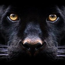 Схема вышивки «пантера»