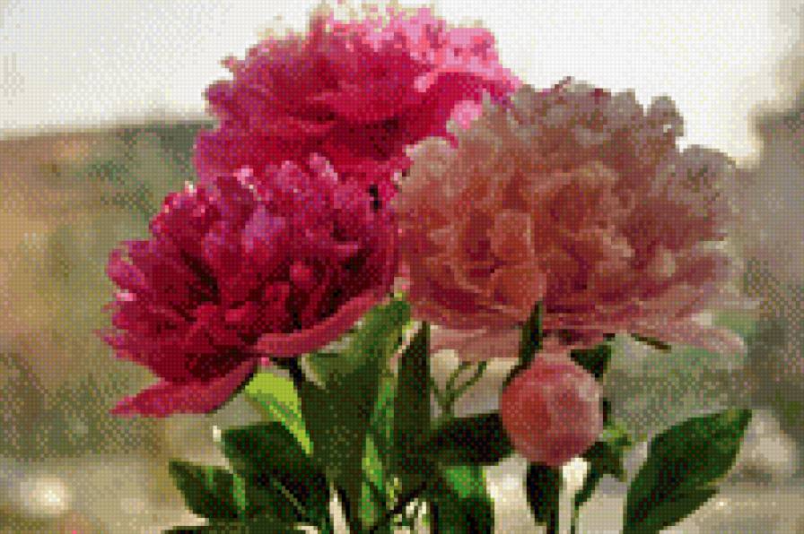 пионы - цветы - предпросмотр