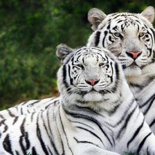 Схема вышивки «пара»