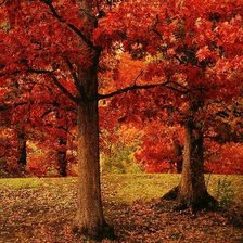 Схема вышивки «осеннее дерево»