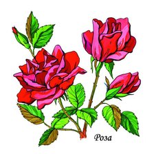 Схема вышивки «Розы»