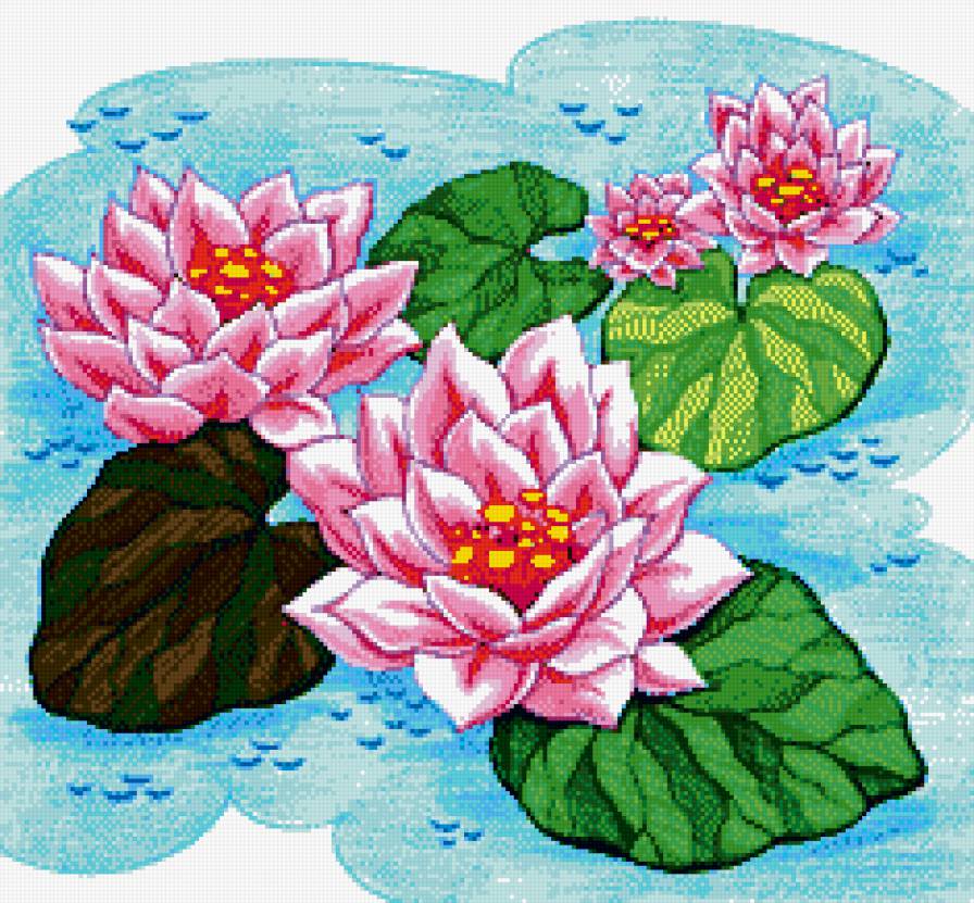 Лотосы - цветы, азия, восток - предпросмотр