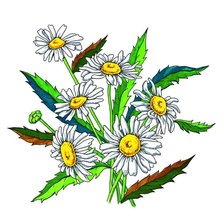 Схема вышивки «Ромашки»