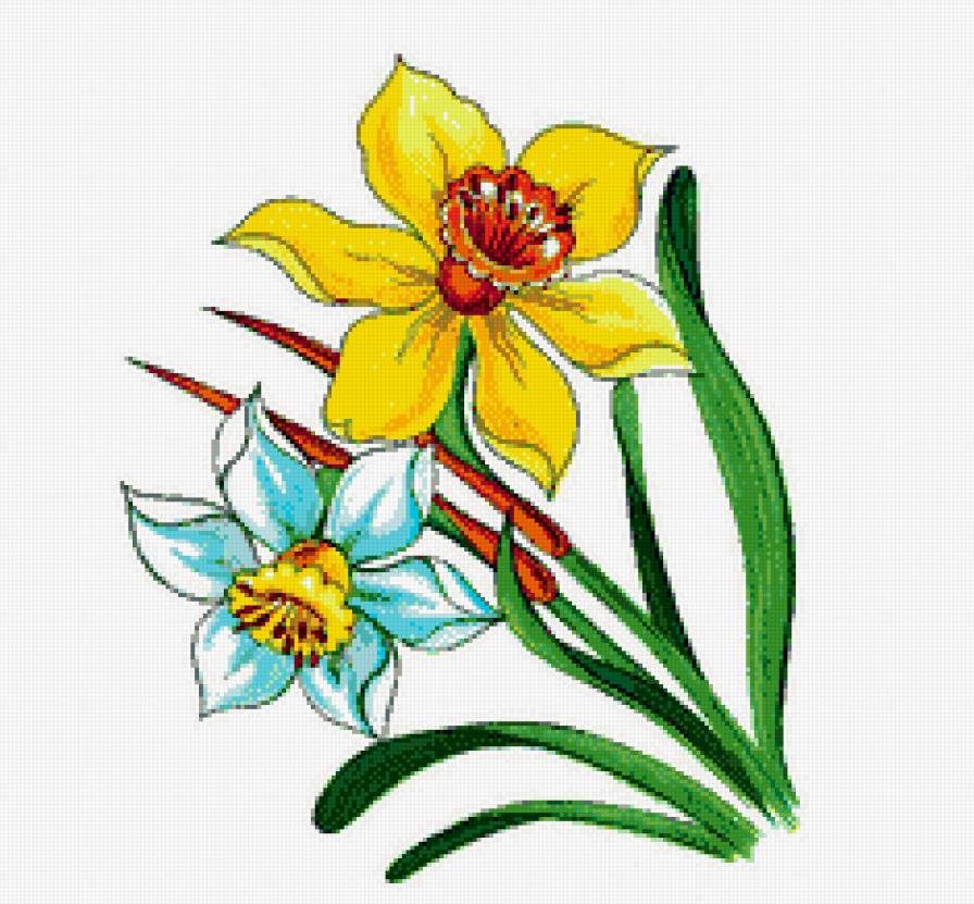 Нарциссы - цветы - предпросмотр