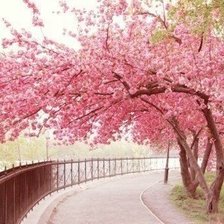 Схема вышивки «сакура цветёт»