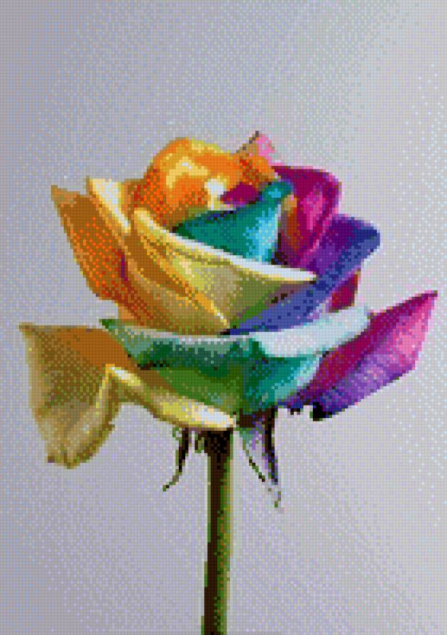 цветная роза - цвет, роза, цветы - предпросмотр