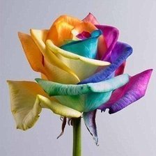 цветная роза