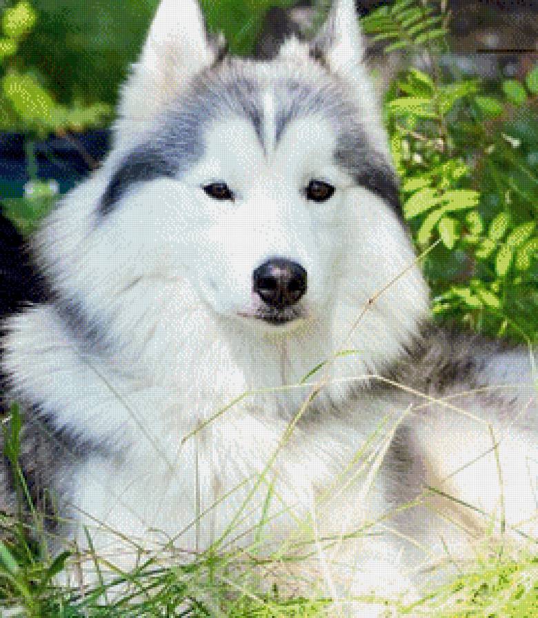 собака - собака, животное, хаски, лайка - предпросмотр