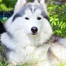 Схема вышивки «собака»