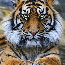 Схема вышивки «Тигр»