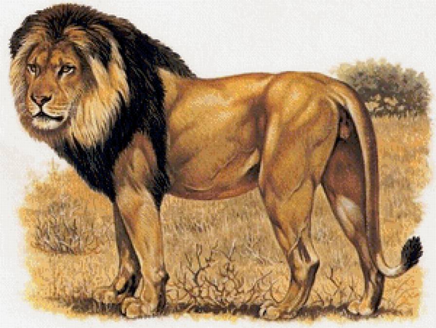лев - животные, лев - предпросмотр