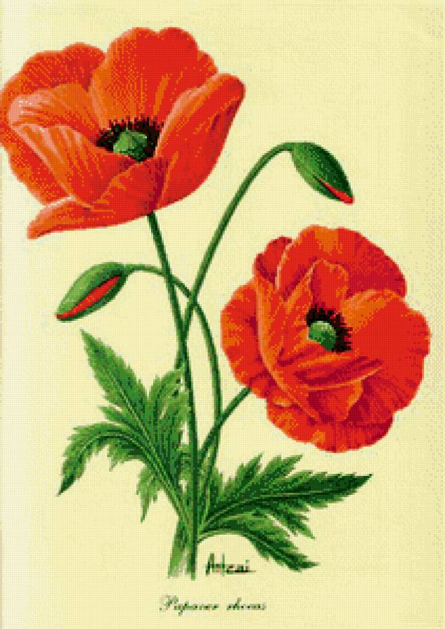 красный мак - мак, цветы - предпросмотр