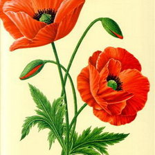 красный мак