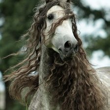 Схема вышивки «конь»