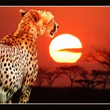 Схема вышивки «Гепард»