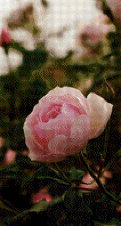 Пион - цветы, пионы - предпросмотр