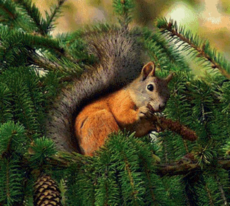 белочка - картина - предпросмотр