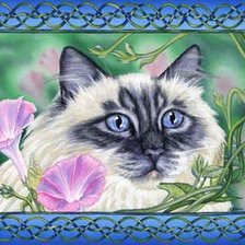 Схема вышивки «кошачий портрет»