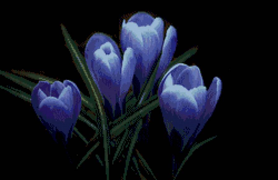 крокусы - цветы, черная канва - предпросмотр