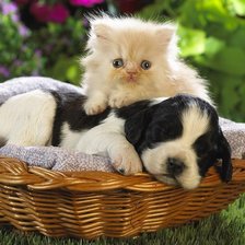 Схема вышивки «Песик и котик»