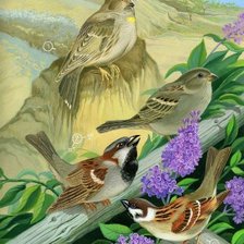 Схема вышивки «ворбьинный разговор»