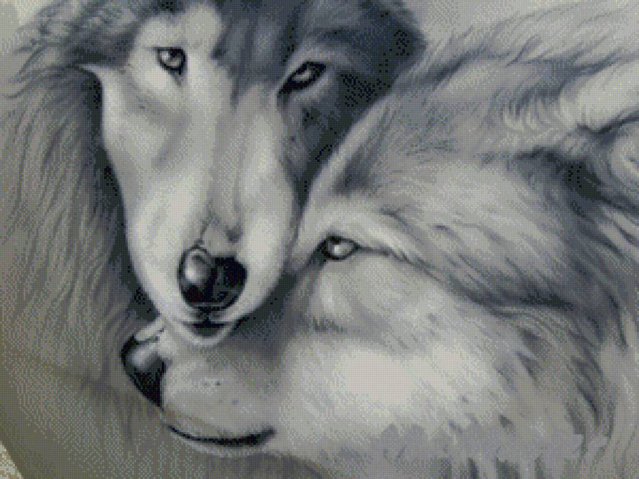 Волки - монохром, волки, животные - предпросмотр