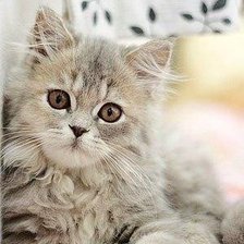 Схема вышивки «котёнок»